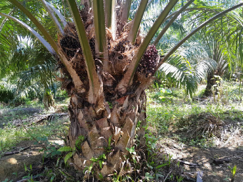 Tanah Kebun Sawit untuk dijual Di Kuala Kangsar - photo 3