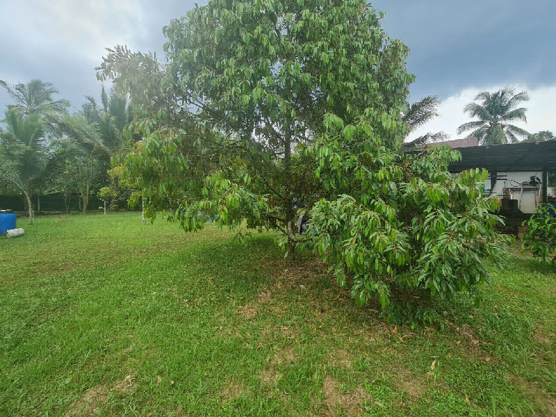 Dusun Durian Dan Banglo Di Universiti Teknologi Petronas (UTP) Untuk Di Jual - photo 11