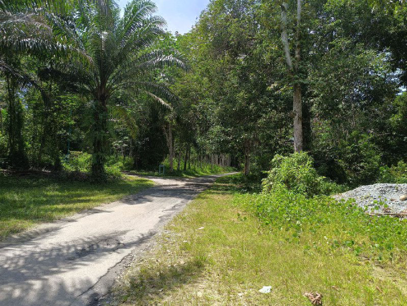 Tanah Kebun Sawit untuk dijual Di Batu Kurau. - photo 3