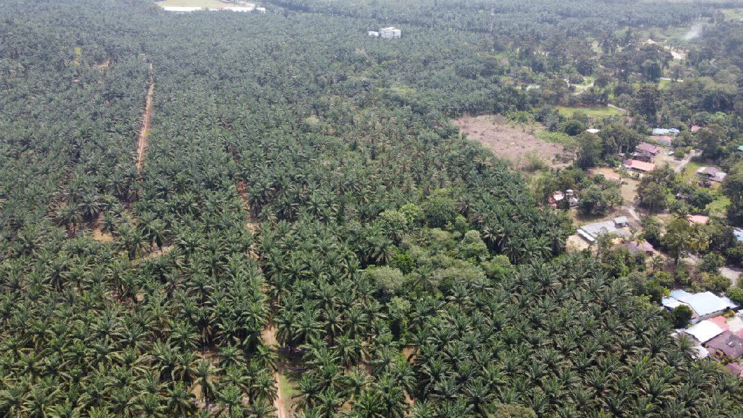 Tanah Sawit 12.568 ekar untuk dijual di Kg Jelai Batu Kurau Perak - photo 3