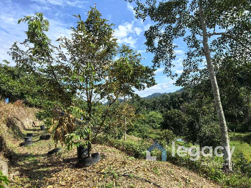 Dusun Buah Tepi Sungai Untuk Dijual Di Chemor Ipoh Perak - photo 8