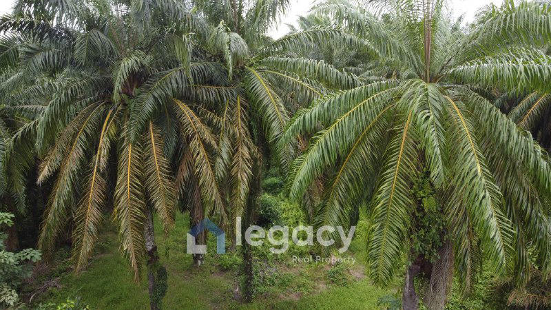 Tanah Sawit Untuk Di Jual di Sei Keruin, Sungai Kerawai Teluk Intan Perak - photo 3