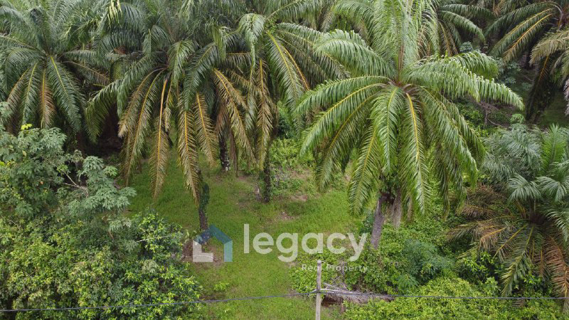 Tanah Sawit Untuk Di Jual di Sei Keruin, Sungai Kerawai Teluk Intan Perak - photo 4