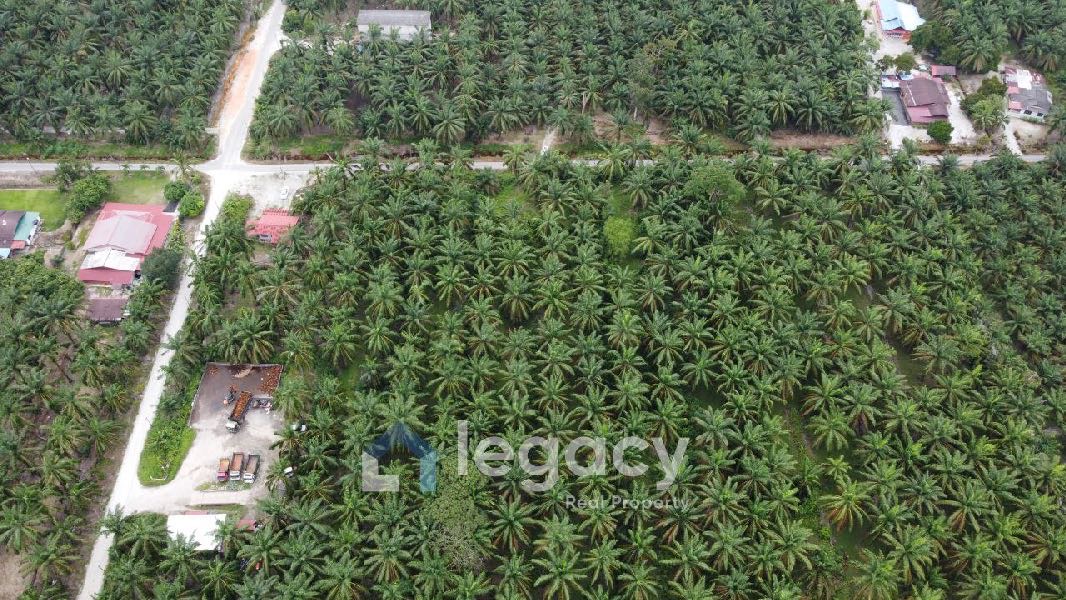 Tanah Sawit Untuk Di Jual di Sei Keruin, Sungai Kerawai Teluk Intan Perak - photo 9