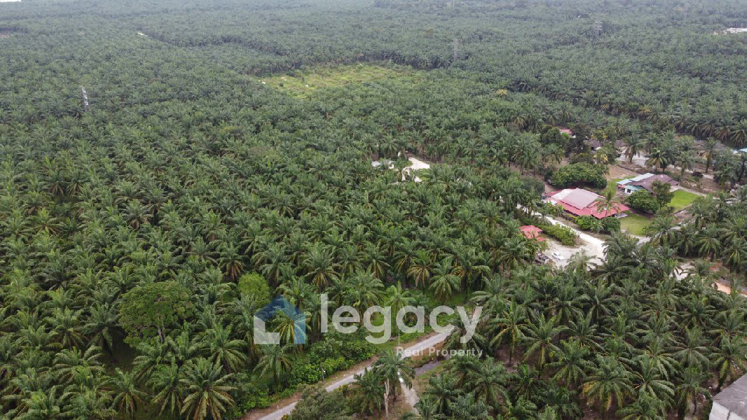 Tanah Sawit Untuk Di Jual di Sei Keruin, Sungai Kerawai Teluk Intan Perak - photo 11