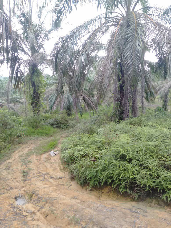 Tanah Pertanian Di Selama Untuk Dijual RM270K! - photo 3