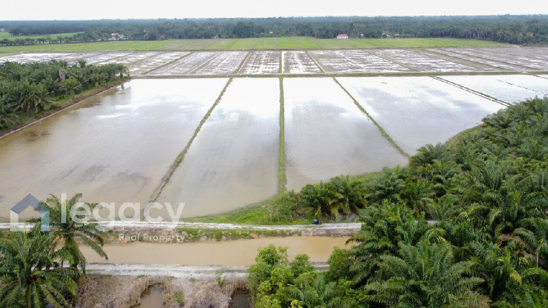 Tanah Sawah Bendang Untuk Dijual Di Labu Kubong, Chenderong Balai, Perak - photo 8