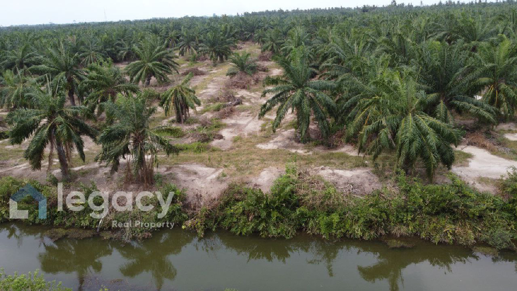 Tanah Sawit 4 Ekar Untuk Dijual  Sungai Tiram, Lekir, Perak - photo 3