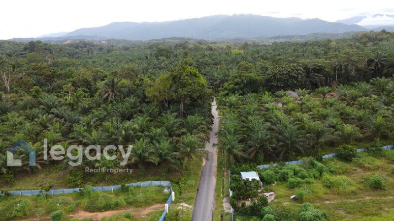 Tanah Pertanian Sawit untuk Dijual  Kg Rasau, Slim River, Perak - photo 3