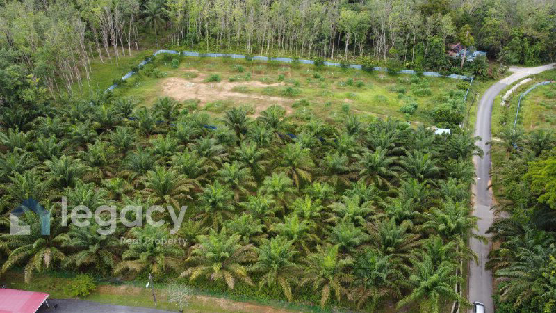 Tanah Pertanian Sawit untuk Dijual  Kg Rasau, Slim River, Perak - photo 4