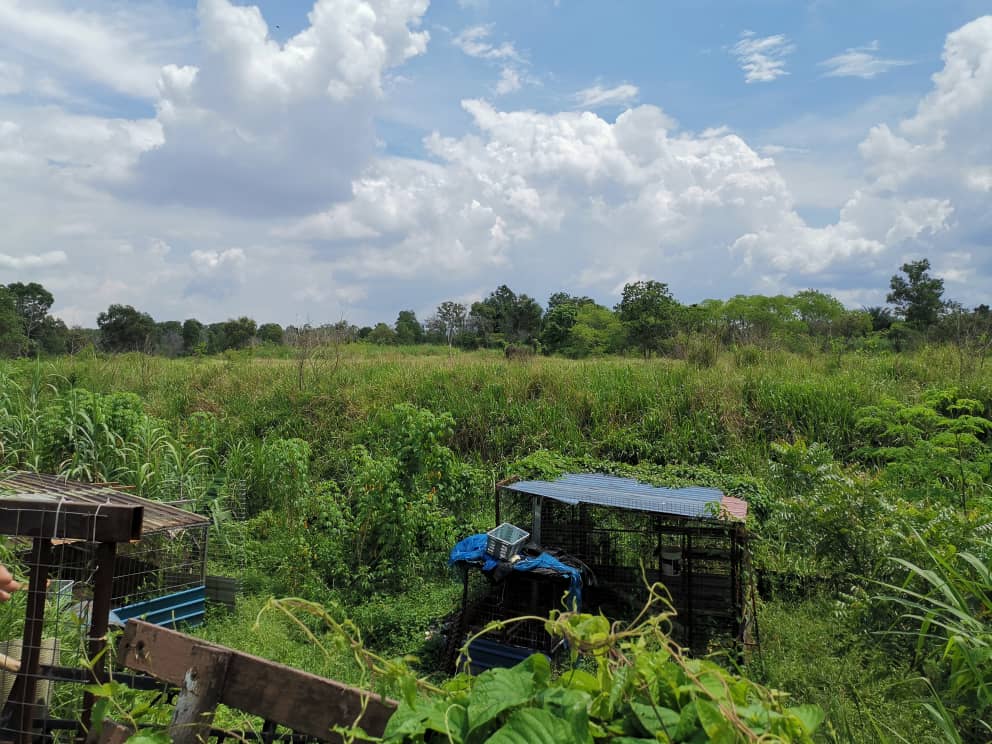 Kulai Agriculture Land 30 acres roadside - photo 2