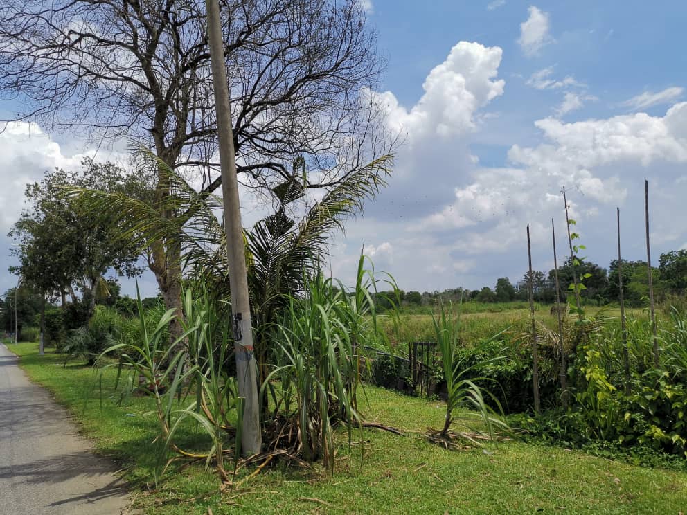 Kulai Agriculture Land 30 acres roadside - photo 6