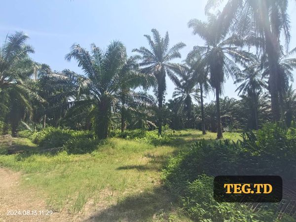 TD Kampung Jenjarom Agricultrual Land Freehold - photo 2