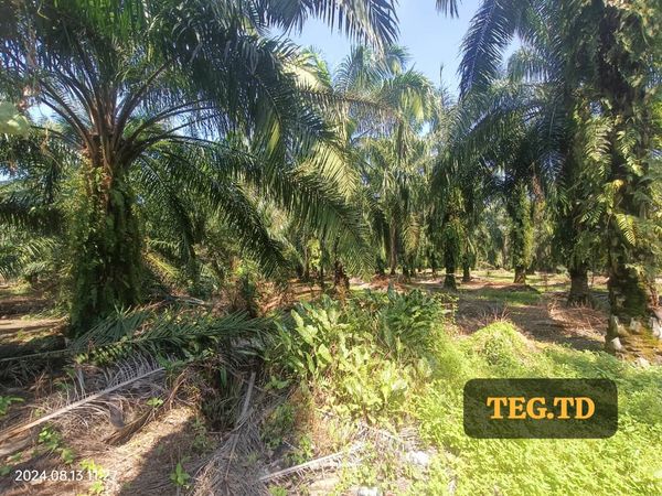 TD Kampung Jenjarom Agricultrual Land Freehold - photo 3