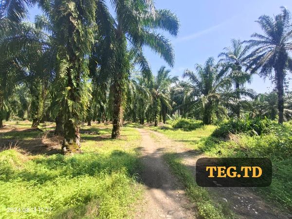 TD Kampung Jenjarom Agricultrual Land Freehold - photo 4