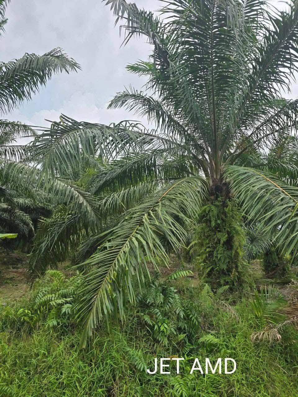 Telok Panglima Garang Land - photo 3