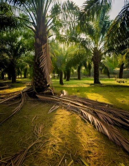 Kampung Jawa Shah Alam Agriculture Land