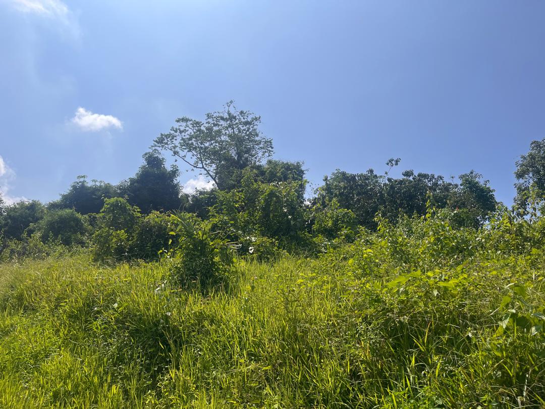 AGRICULTURAL LAND FOR SALE IN LATA KASAH JERANTUT - photo 4
