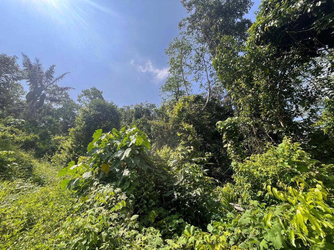 AGRICULTURAL LAND FOR SALE IN LATA KASAH JERANTUT - photo 6