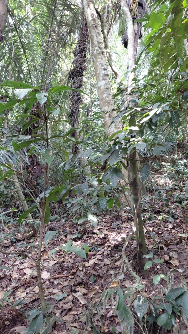 AGRICULTURAL LAND FOR SALE IN LATA KASAH JERANTUT - photo 9