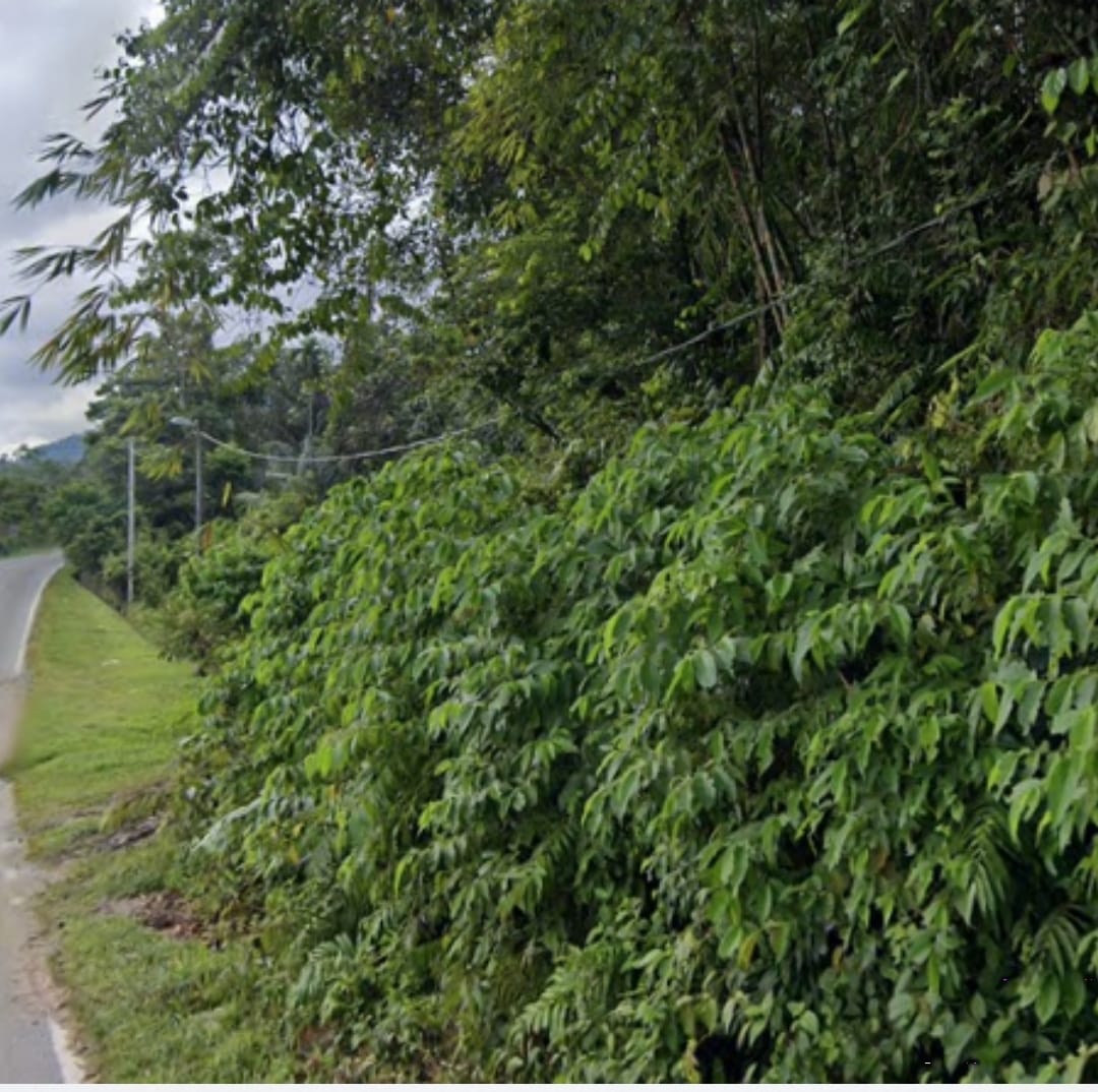 Urgent Sale - Land In Janda Baik - photo 2