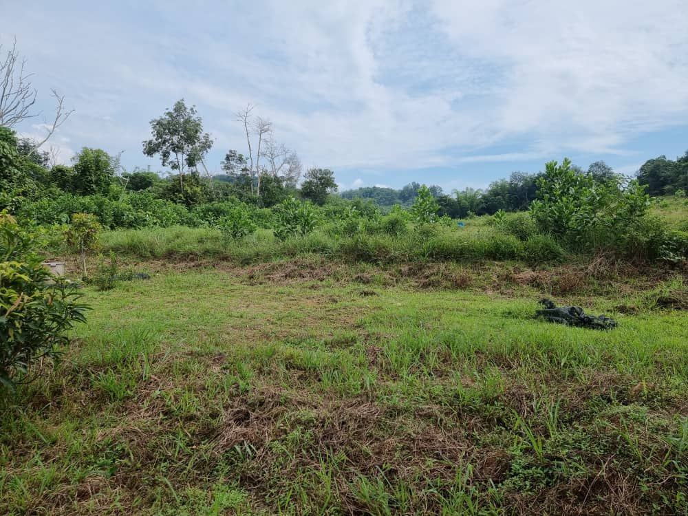 Tanah Batang Kali - photo 3