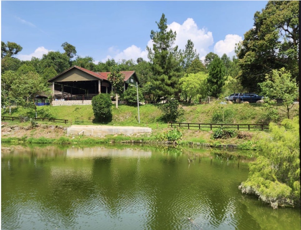 Resort durian farm with fish pond