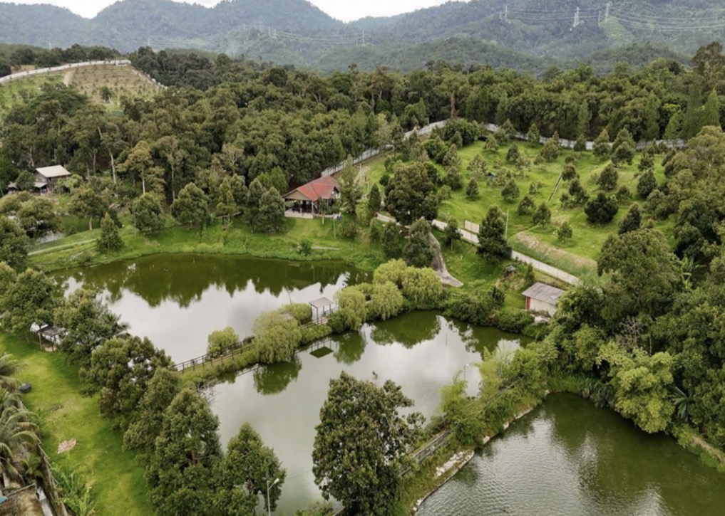 Resort durian farm with fish pond - photo 3
