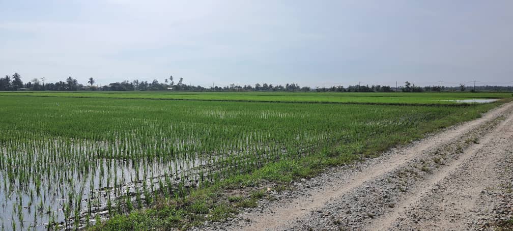 Tanah 2 96 EKAR Sungai Panjang Sabak Bernam - photo 3