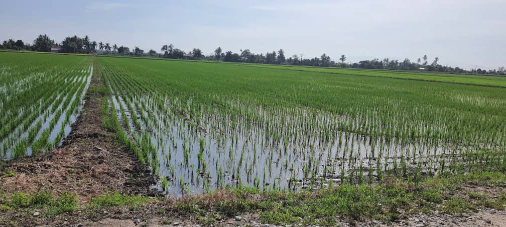 Tanah 2 96 EKAR Sungai Panjang Sabak Bernam - photo 7