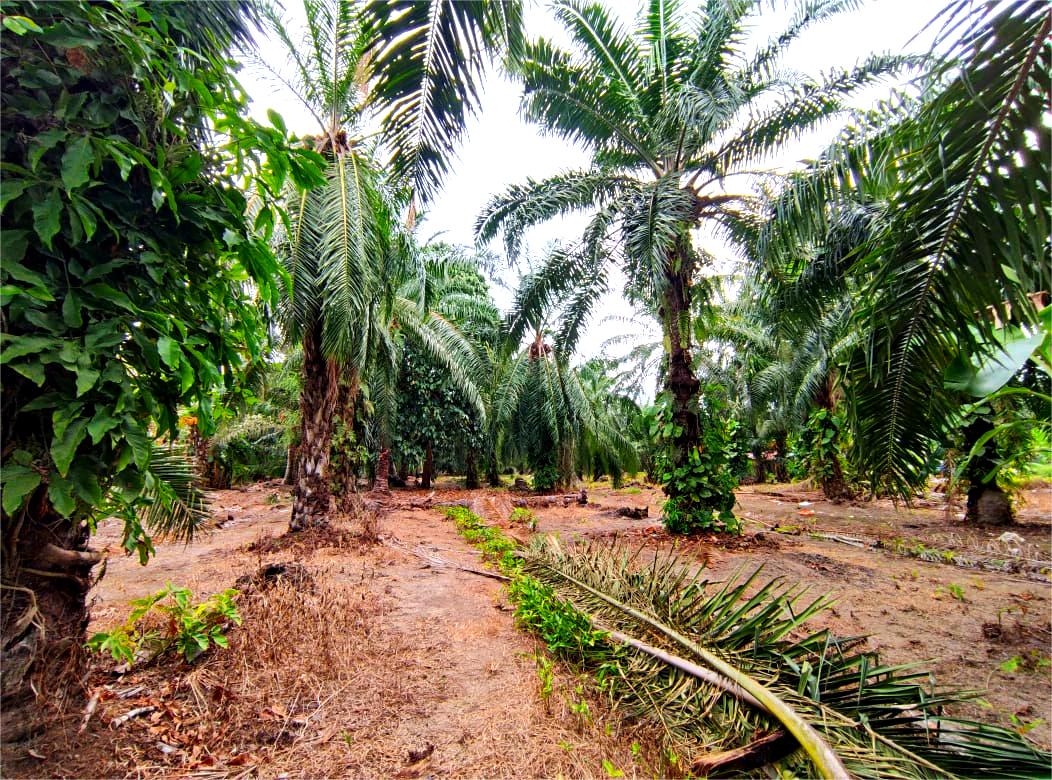 Parit 11, Pasir Panjang, Sekinchan - photo 11