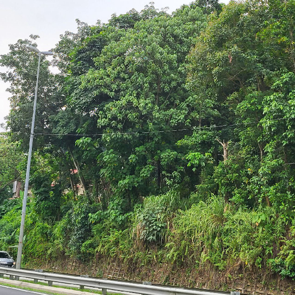 Tanah 1.05 ekar Jalan Ayer Hitam - Berdepan Restoran Perantau Hill Sg Merab Kg Abu Bakar Baginda  - photo 4