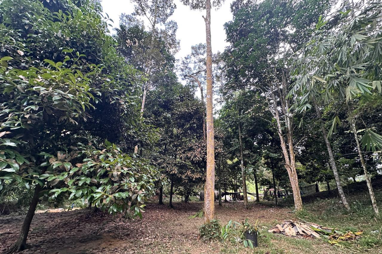 Tanah Pertanian Bukit Lagong Selayang - photo 2