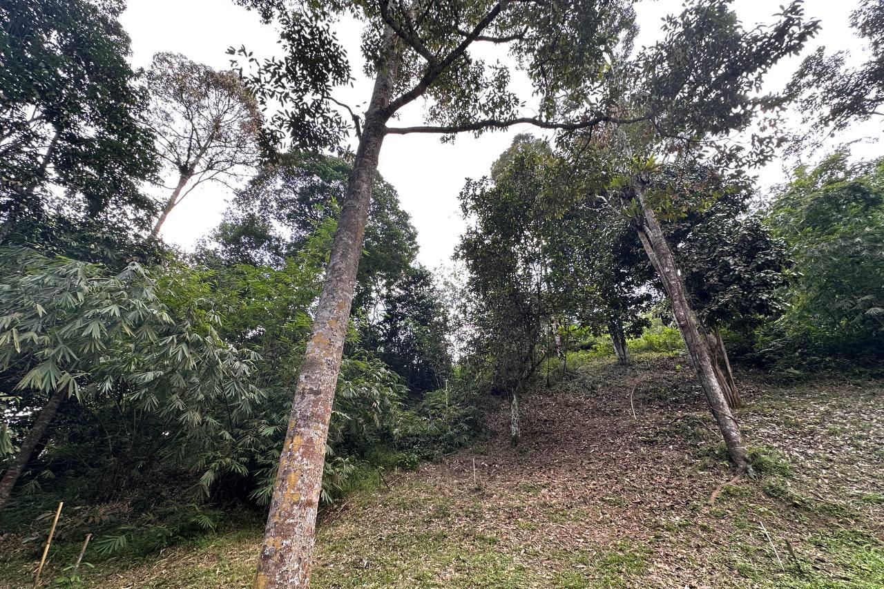 Tanah Pertanian Bukit Lagong Selayang - photo 3