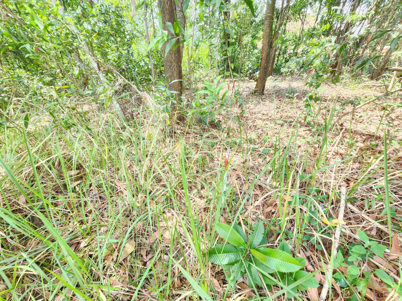 Banglo Corner Lot Facing Open Bandar Tasik Kesuma - photo 3