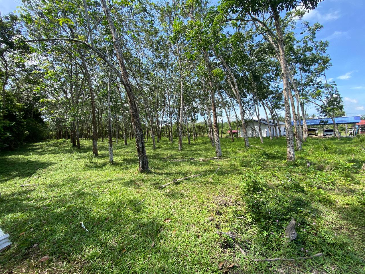 Agriculture Land Near Main Road 1 Acre Jemapoh - photo 2