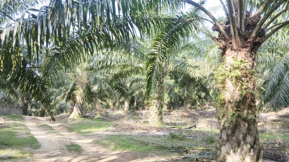 Kebun sawit untuk dijual area Rembau - photo 2
