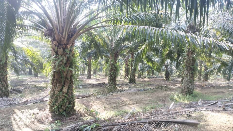 Kebun sawit untuk dijual area Rembau - photo 3