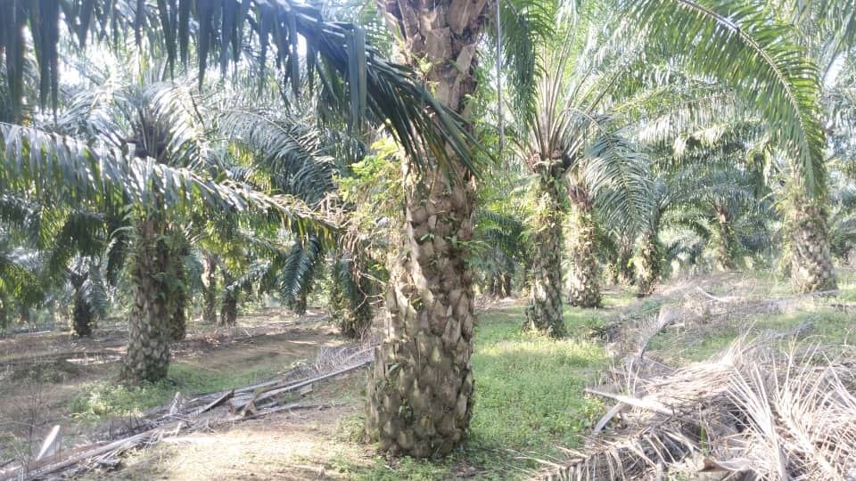Kebun sawit untuk dijual area Rembau - photo 7