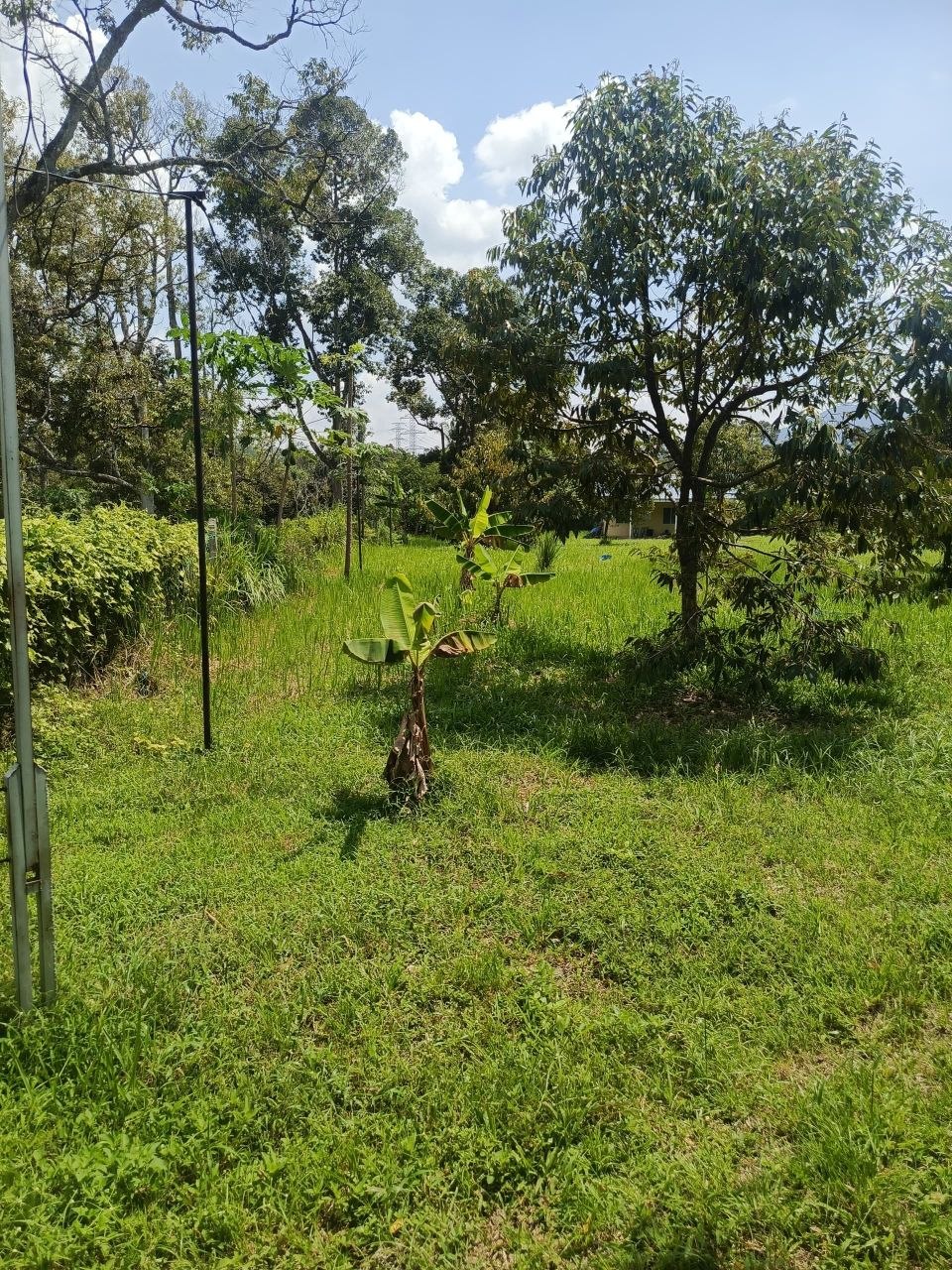 Dusun durian berserta rumah untuk dijual Leng - photo 2