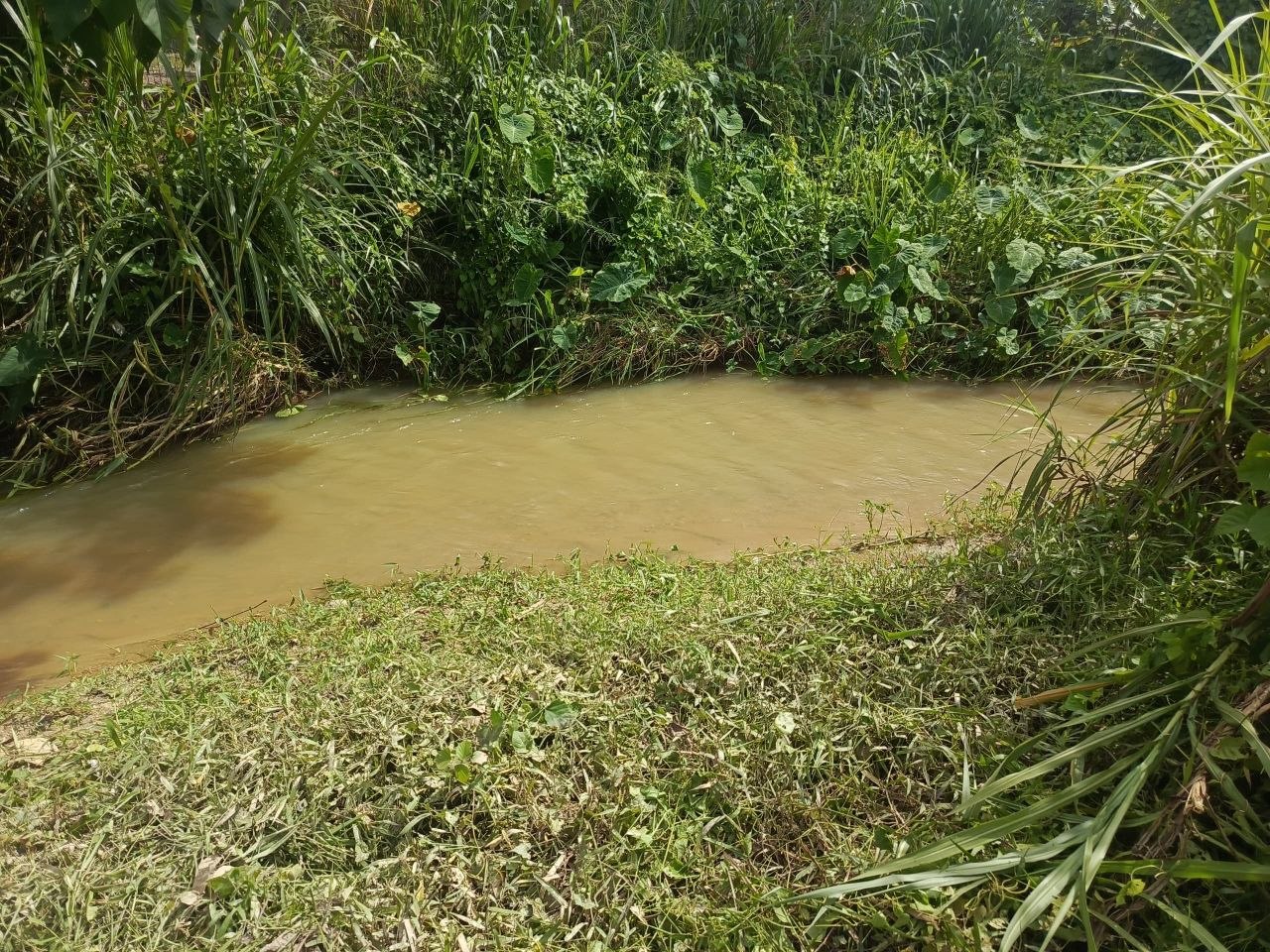 Dusun durian berserta rumah untuk dijual Leng - photo 3