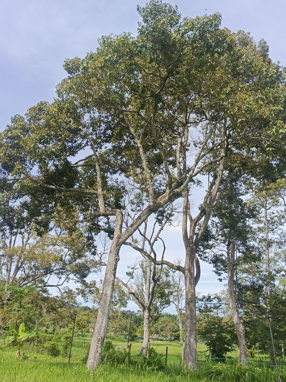 Dusun durian berserta rumah untuk dijual Leng - photo 4