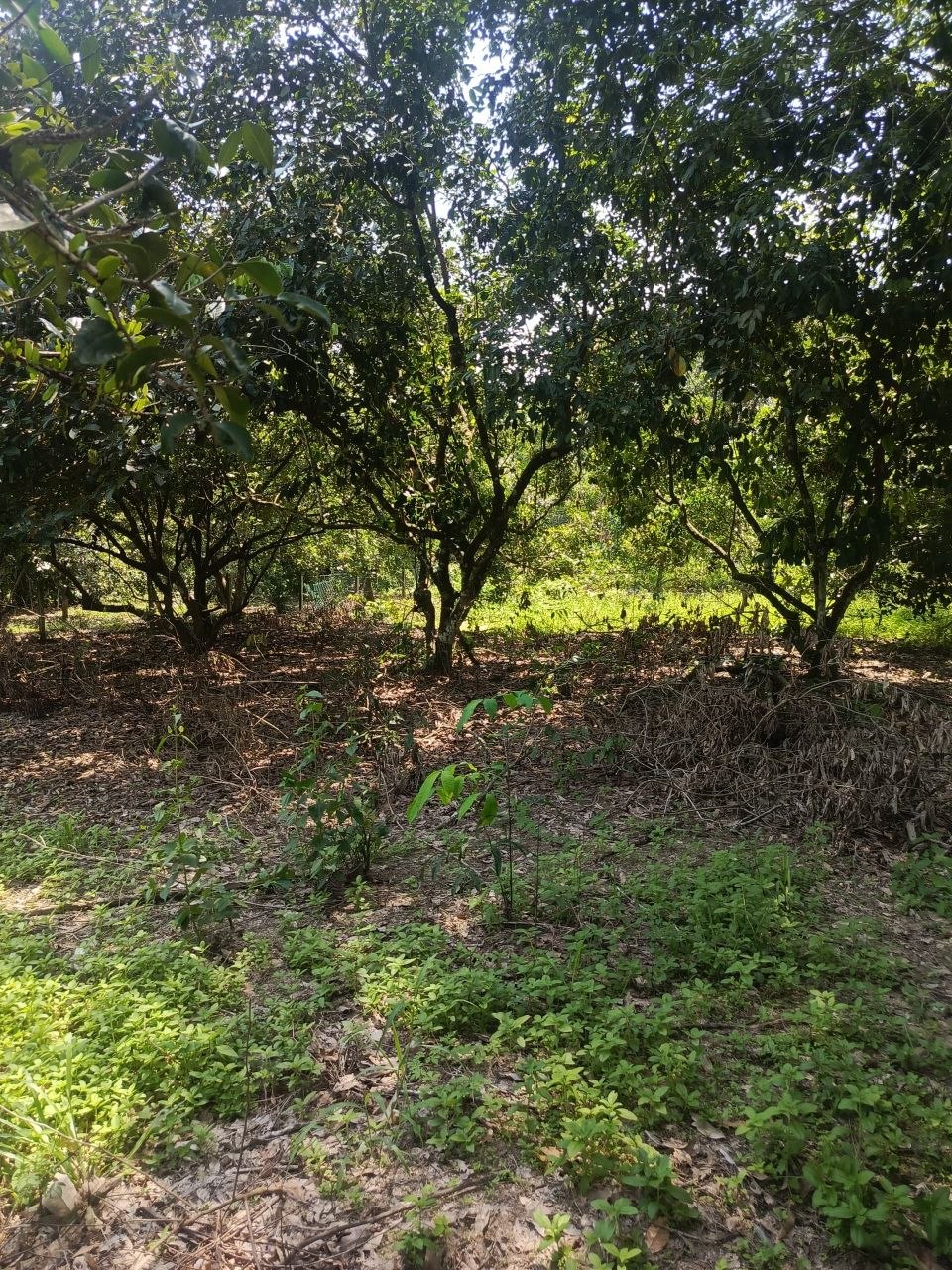 Dusun durian berserta rumah untuk dijual Leng - photo 6