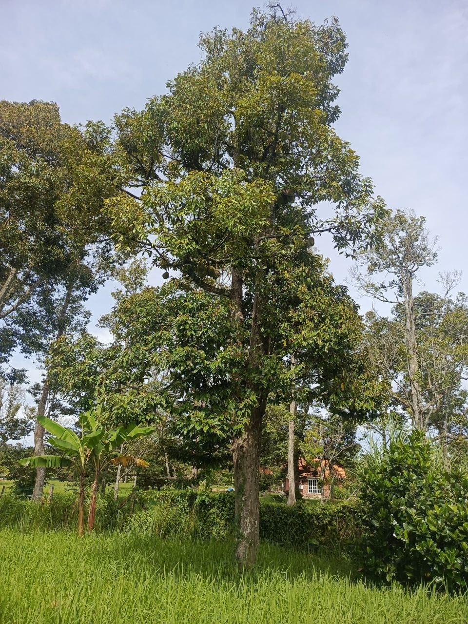 Dusun durian berserta rumah untuk dijual Leng - photo 8