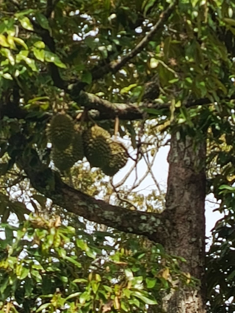 Dusun durian berserta rumah untuk dijual Leng - photo 9