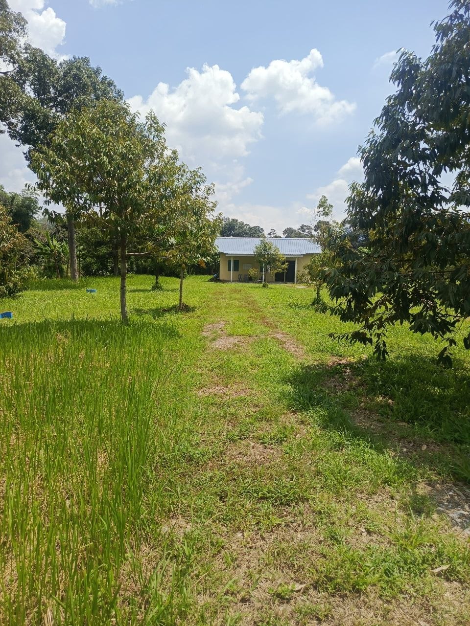 Dusun durian berserta rumah untuk dijual Leng - photo 10