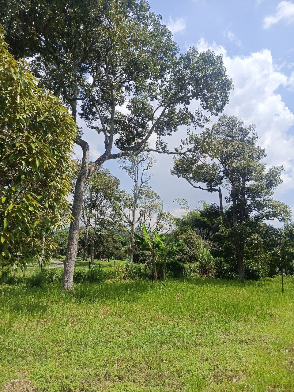 Dusun durian berserta rumah untuk dijual Leng - photo 12