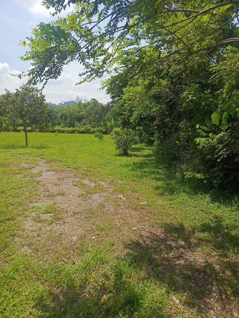 Dusun durian berserta rumah untuk dijual Leng - photo 13