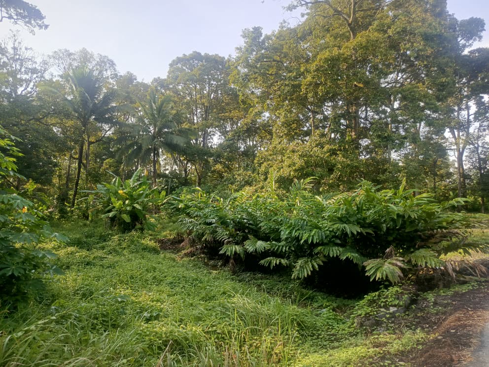 Dusun durian berserta rumah untuk dijual Leng - photo 3