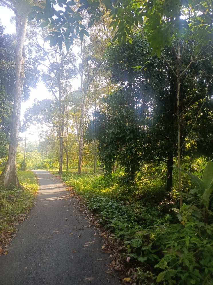 Dusun durian berserta rumah untuk dijual Leng - photo 7